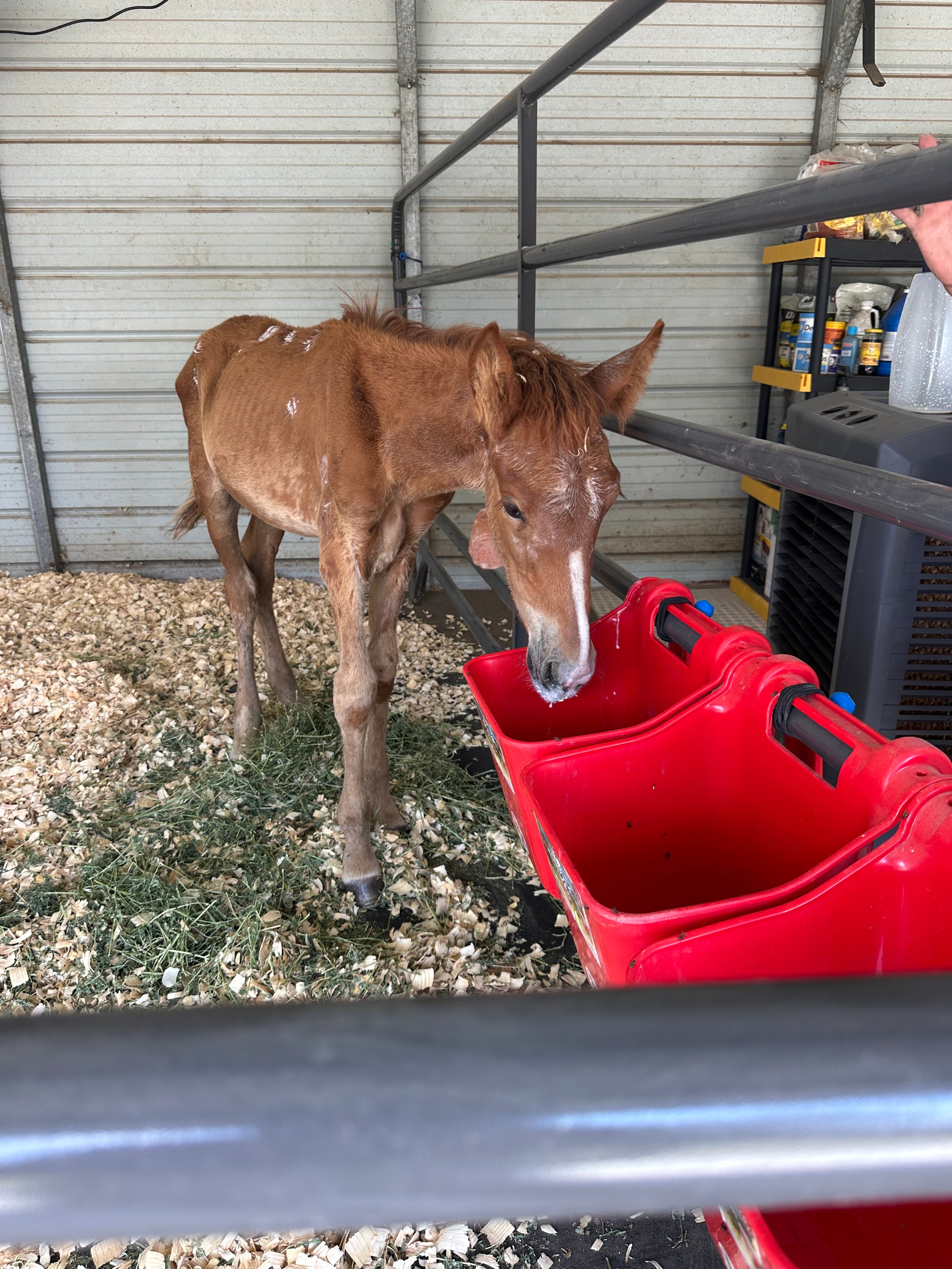Young foal quarantine guest at Double D Animal Rescue