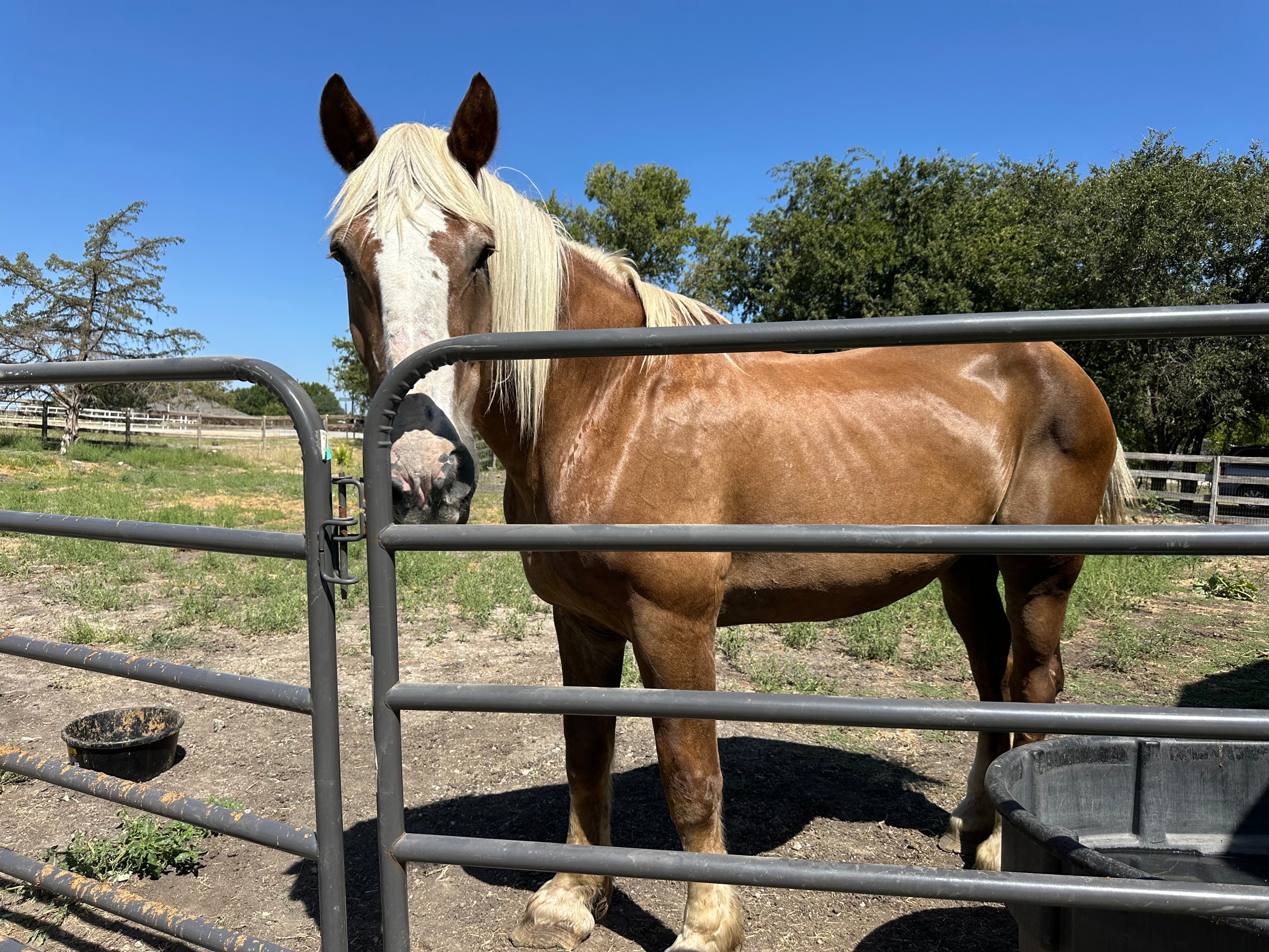 Horse quarantine guest at Double D Animal Rescue